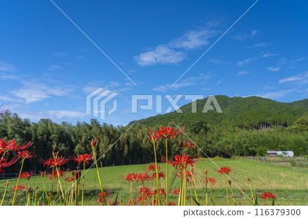 Ohara, Kyoto - Ohara Women's Path - Rural scenery and red spider lilies 116379300