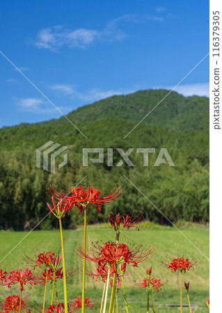 Ohara, Kyoto - Ohara Women's Path - Rural scenery and red spider lilies 116379305