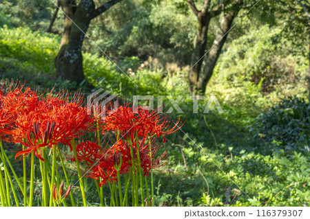 Ohara, Kyoto: Ohara Women's Path: Weeds and Spider Lilies 116379307