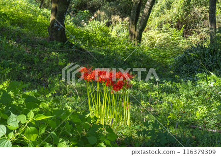 Ohara, Kyoto: Ohara Women's Path: Weeds and Spider Lilies 116379309