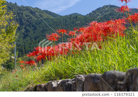 Ohara, Kyoto - Ohara Women's Path - Rural scenery and red spider lilies Ohara, Kyoto - Ohara Women's Path - Rural scenery and red spider lilies 116379321