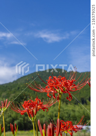 京都大原:鄉村景觀和紅蜘蛛百合在秋天的天空中綻放 京都大原:鄉村景觀和紅蜘蛛百合在秋天的天空中綻放 116379325