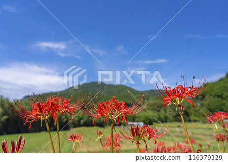 Ohara, Kyoto: Rural scenery and red spider lilies under the autumn sky 116379329