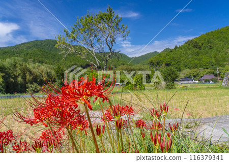 Ohara, Kyoto - Ohara Women's Path - Rural scenery and red spider lilies 116379341