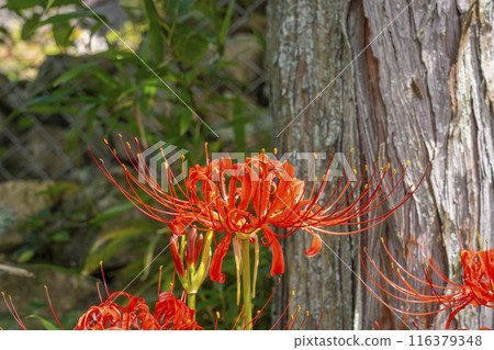 Ohara, Kyoto, Ohara Women's Path, Red Spider Lilies Blooming in the Shade 116379348