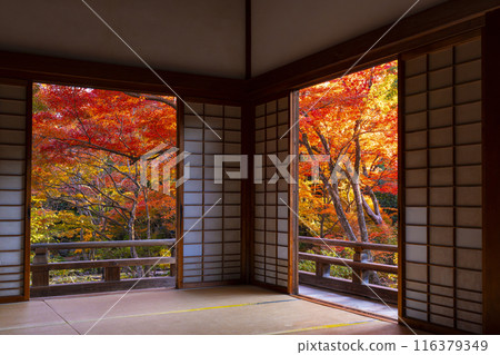 Autumn in Kyoto: Splendid autumn foliage at Hokyo-in Temple, view from the main hall 116379349