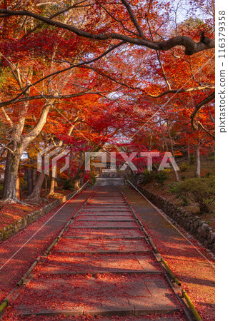 Autumn in Kyoto: Bishamon-do Temple, autumn leaves on the approach and the Imperial Gate 116379358