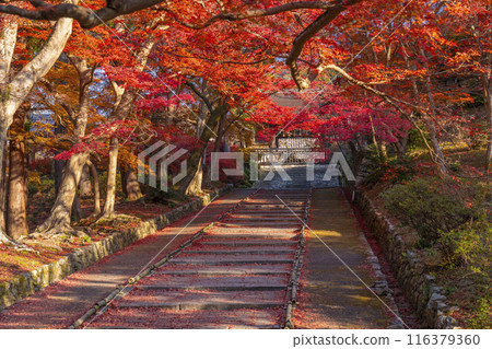 Autumn in Kyoto: Bishamon-do Temple, autumn leaves on the approach and the Imperial Gate Autumn in Kyoto: Bishamon-do Temple, autumn leaves on the approach and the Imperial Gate 116379360