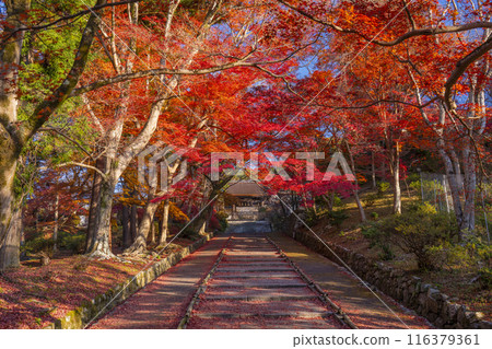 Autumn in Kyoto: Bishamon-do Temple, autumn leaves on the approach and the Imperial Gate 116379361
