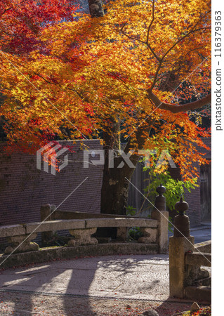 Kyoto in autumn, Bishamondo, autumn leaves at the entrance to the approach and Gokuraku Bridge 116379363