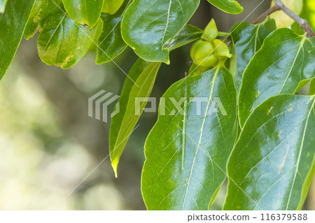 A stick insect resting on a persimmon tree leaf A stick insect resting on a persimmon tree leaf 116379588