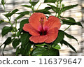 Red hibiscus 116379647
