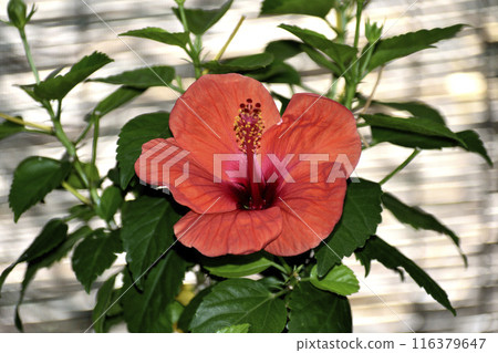 Red hibiscus 116379647