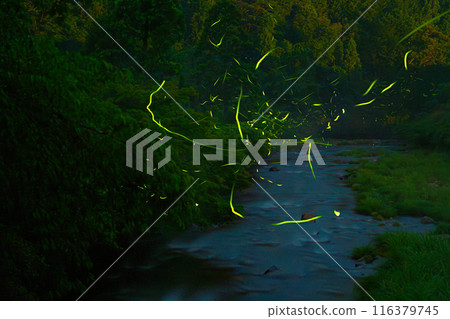 Fireflies of Muro River Fireflies of Muro River 116379745
