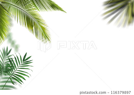 Palm leaf on white background 116379897