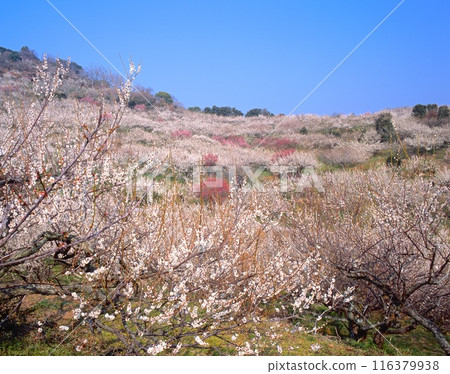 播州綾部山梅林/兵庫縣龍野市三津町黑崎 116379938