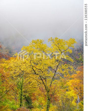 Toyama_Autumn foliage scenery around Shomyo Falls and the walls of Akujo Castle 116380555