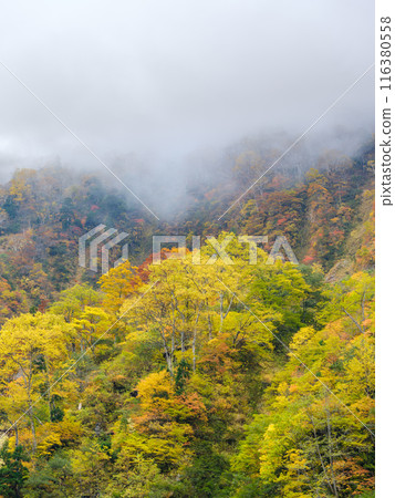 Toyama_Autumn foliage scenery around Shomyo Falls and the walls of Akujo Castle Toyama_Autumn foliage scenery around Shomyo Falls and the walls of Akujo Castle 116380558