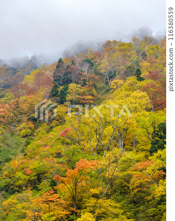 Toyama_Autumn foliage scenery around Shomyo Falls and the walls of Akujo Castle Toyama_Autumn foliage scenery around Shomyo Falls and the walls of Akujo Castle 116380559