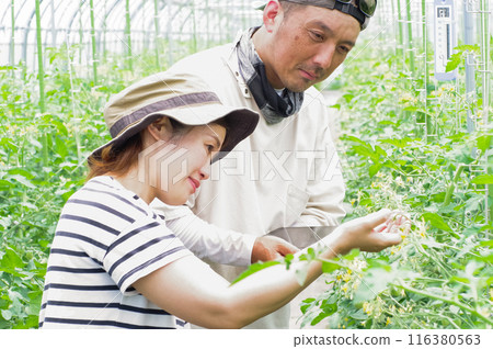 Farmers managing vegetables using tablets 116380563
