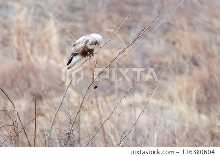 A beautiful Rough-legged Hawk (Accipitridae) vomiting pellets on the banks of the Tone River, Gunma Prefecture, Japan. A beautiful Rough-legged Hawk (Accipitridae) vomiting pellets on the banks of the Tone River, Gunma Prefecture, Japan. 116380604
