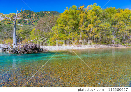 [秋季素材]錦州上高地和梓川的清流[長野縣] 116380627
