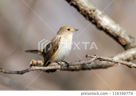 A cute, protruding tail of a Western Flycatcher (Flycatcher family). At Matsubushi Green Hill Park, Kitakatsushika District, Saitama Prefecture, Japan. 116380779