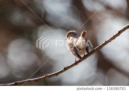 西部白鶲（鶲科），有一條可愛的尾巴。  位於日本埼玉縣北勝飾區松志綠岡公園。 116380781