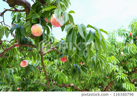 Blue sky and ripe peaches Blue sky and ripe peaches 116380796