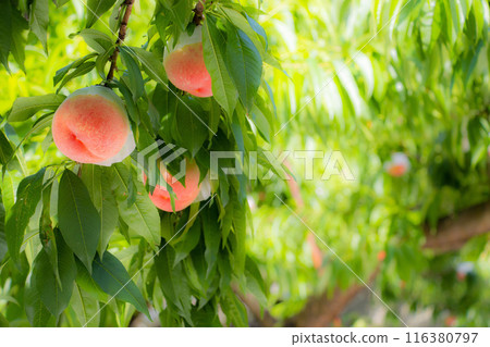 A peach tree hanging with brightly colored peaches A peach tree hanging with brightly colored peaches 116380797