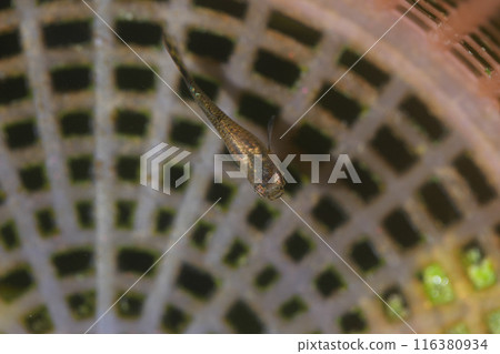Tadpole fish in the pond, close up of fish head 116380934