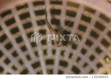 Tadpole fish in the pond, close up of fish head 116380935