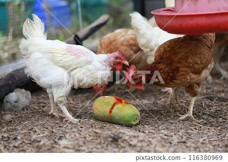 Chicken eating papaya in local farm Chicken eating papaya in local farm 116380969