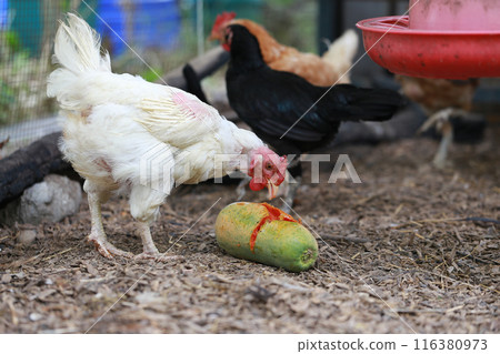 Chicken eating papaya in local farm  116380973