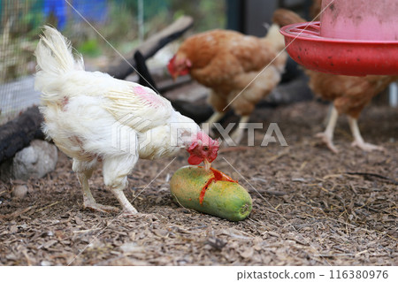 Chicken eating papaya in local farm  116380976