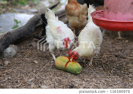 Chicken eating papaya in local farm Chicken eating papaya in local farm 116380978