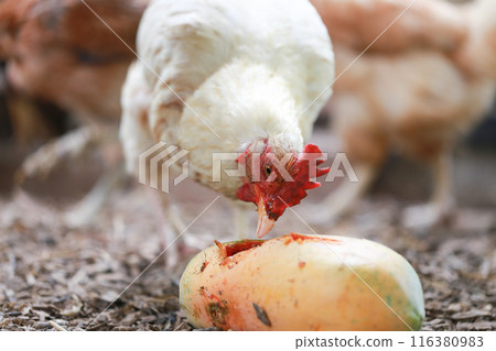 Chicken eating papaya in local farm  116380983