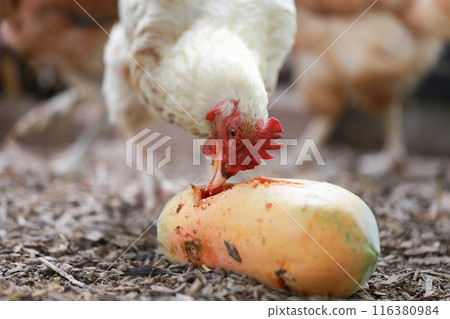 Chicken eating papaya in local farm  116380984