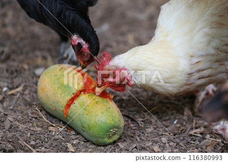 Chicken eating papaya in local farm Chicken eating papaya in local farm 116380993