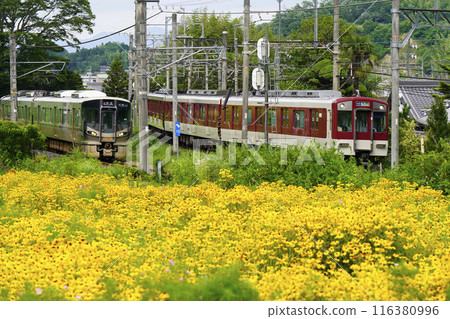 JR 和近鐵線列車並排穿過金光菊花園 116380996