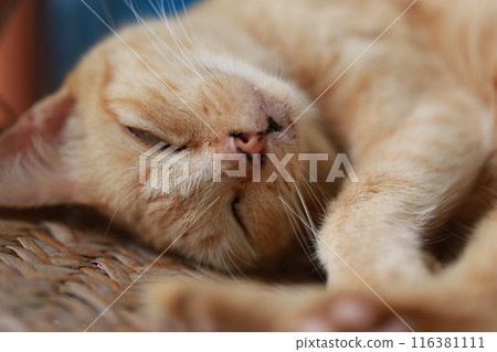 Cute ginger cat lying in the basket. Selective focus. Cute ginger cat lying in the basket. Selective focus. 116381111