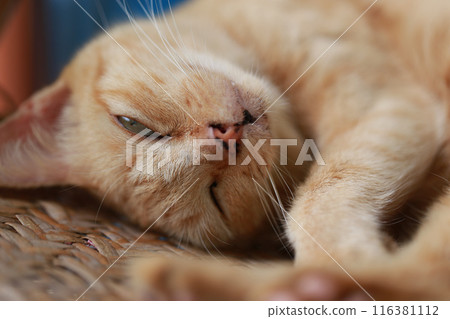 Cute ginger cat lying in the basket. Selective focus. Cute ginger cat lying in the basket. Selective focus. 116381112