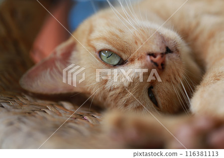 Cute ginger cat lying in the basket. Selective focus. Cute ginger cat lying in the basket. Selective focus. 116381113