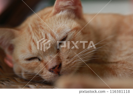 Cute ginger cat lying in the basket. Selective focus. Cute ginger cat lying in the basket. Selective focus. 116381118