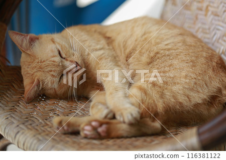 Cute ginger cat lying in the basket. Selective focus. Cute ginger cat lying in the basket. Selective focus. 116381122