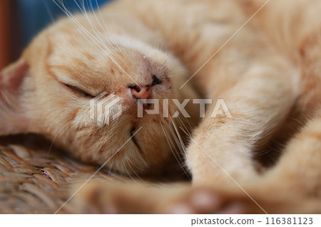 Cute ginger cat lying in the basket. Selective focus. 116381123