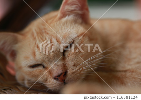 Cute ginger cat lying in the basket. Selective focus. Cute ginger cat lying in the basket. Selective focus. 116381124