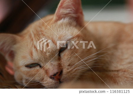 Cute ginger cat lying in the basket. Selective focus. 116381125