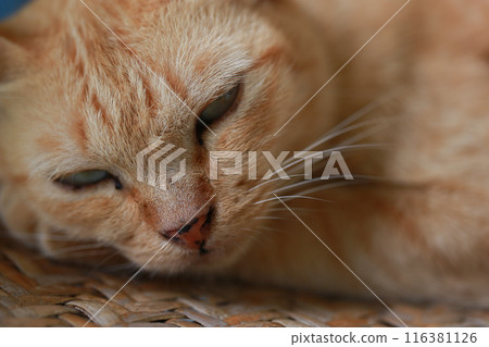 Cute ginger cat lying in the basket. Selective focus. Cute ginger cat lying in the basket. Selective focus. 116381126