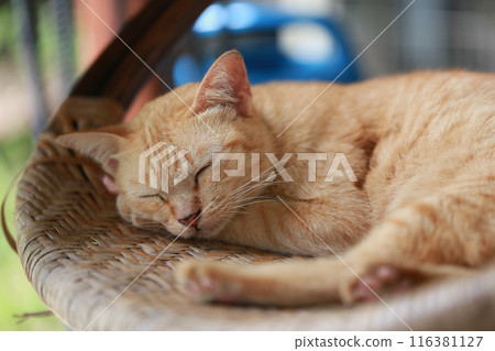 Cute ginger cat lying in the basket. Selective focus. Cute ginger cat lying in the basket. Selective focus. 116381127